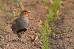 Koroptev polní ( Perdix perdix )