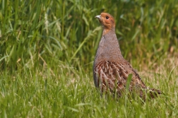 Koroptev polní ( Perdix perdix )