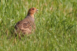 Koroptev polní ( Perdix perdix )