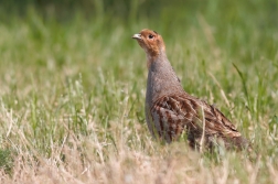 Koroptev polní ( Perdix perdix )