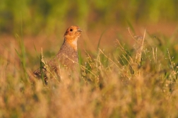 Koroptev polní ( Perdix perdix )