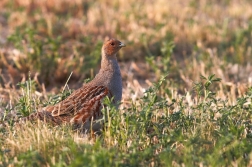 Koroptev polní ( Perdix perdix )