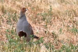 Koroptev polní ( Perdix perdix )