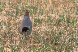 Koroptev polní ( Perdix perdix )