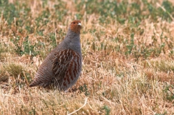 Koroptev polní ( Perdix perdix )