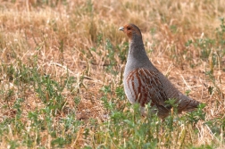 Koroptev polní ( Perdix perdix )