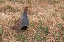 Koroptev polní ( Perdix perdix )