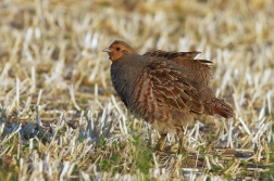 Koroptev polní  ( Perdix perdix )