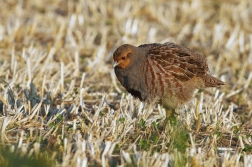 Koroptev polní  ( Perdix perdix )