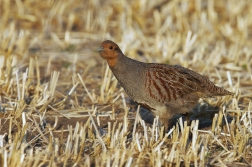 Koroptev polní  ( Perdix perdix )