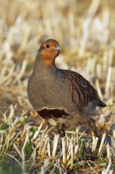 Koroptev polní  ( Perdix perdix )