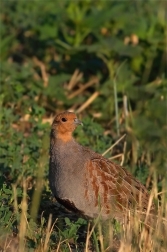 Koroptev polní  ( Perdix perdix )