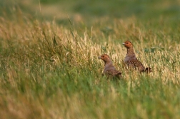 Koroptev polní  ( Perdix perdix )