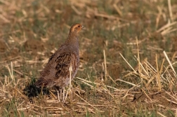 Koroptev polní  ( Perdix perdix )