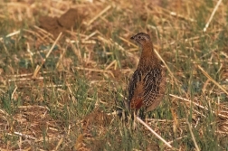 Koroptev polní  ( Perdix perdix )