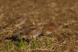 Koroptev polní  ( Perdix perdix )