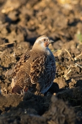 Koroptev polní  ( Perdix perdix )