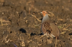 Koroptev polní  ( Perdix perdix )