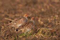 Koroptev polní  ( Perdix perdix )