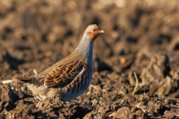 Koroptev polní  ( Perdix perdix )