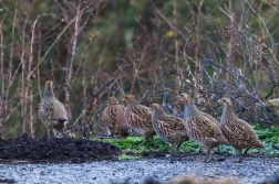 Koroptev polní  ( Perdix perdix )