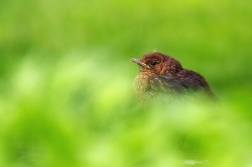 Kos černý  ( Turdus merula )