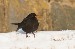 Kos černý  ( Turdus merura )