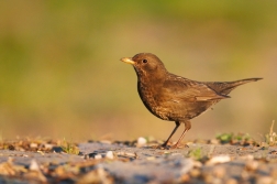 Kos černý  ( Turdus merura )