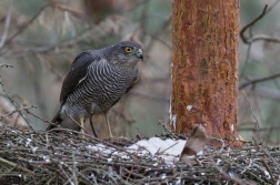 Krahujec obecný  ( Accipiter nisus )