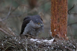 Krahujec obecný  ( Accipiter nisus )