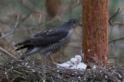 Krahujec obecný  ( Accipiter nisus )