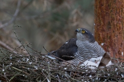 Krahujec obecný  ( Accipiter nisus )