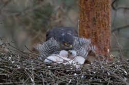 Krahujec obecný  ( Accipiter nisus )