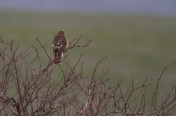 Krahujec obecný  ( Accipiter nisus  )