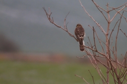 Krahujec obecný  ( Accipiter nisus  )