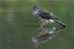 Krahujec obecný  ( Accipiter nisus )