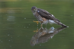 Krahujec obecný  ( Accipiter nisus )