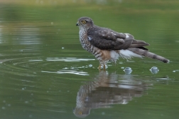 Krahujec obecný  ( Accipiter nisus )