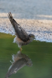 Krahujec obecný  ( Accipiter nisus )