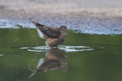 Krahujec obecný  ( Accipiter nisus )