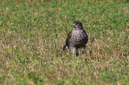 Krahujec obecný  ( Accipiter nisus )