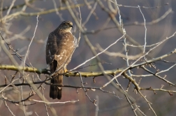 Krahujec obecný  ( Accipiter nisus )