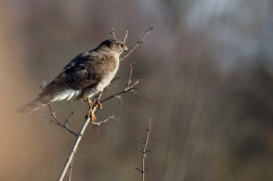 Krahujec obecný  ( Accipiter nisus )