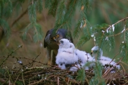 Krahujec obecný  ( Accipiter nisus )