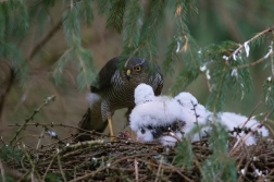 Krahujec obecný  ( Accipiter nisus )