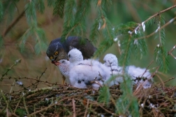 Krahujec obecný  ( Accipiter nisus )