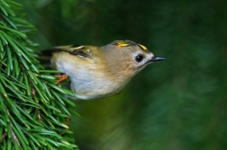 Králíček obecný ( Regulus regulus )