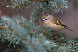 Králíček obecný ( Regulus regulus )