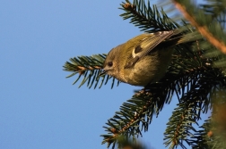 Králíček obecný ( Regulus regulus )