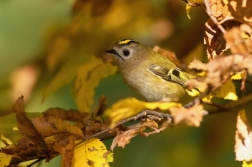 Králíček obecný ( Regulus regulus )